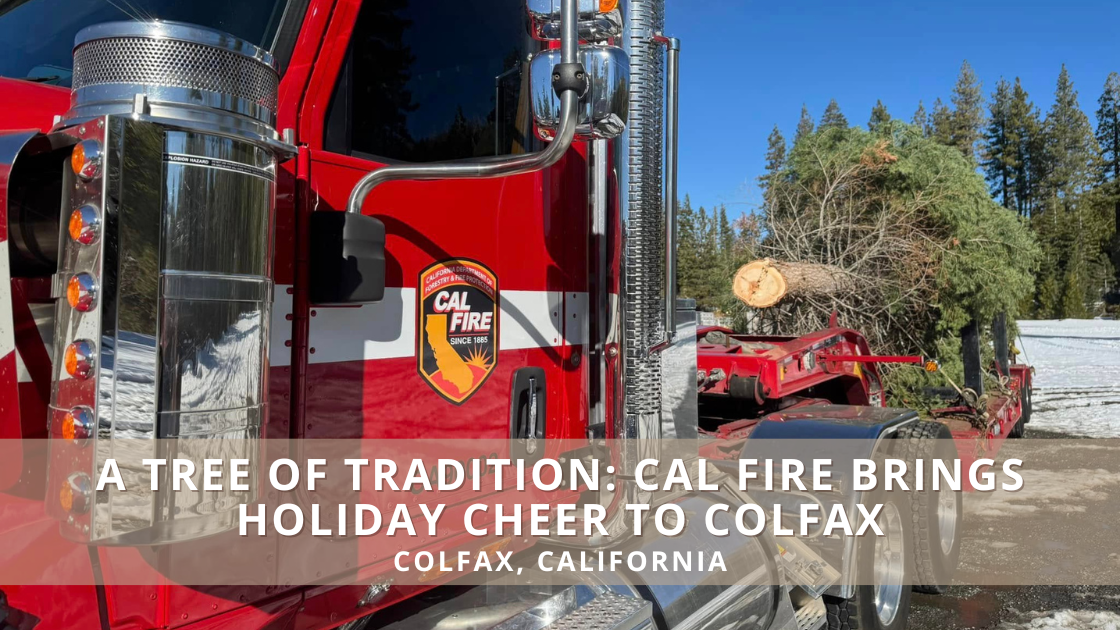 AL FIRE firefighters preparing the Colfax Christmas tree in Yuba Gap forest.